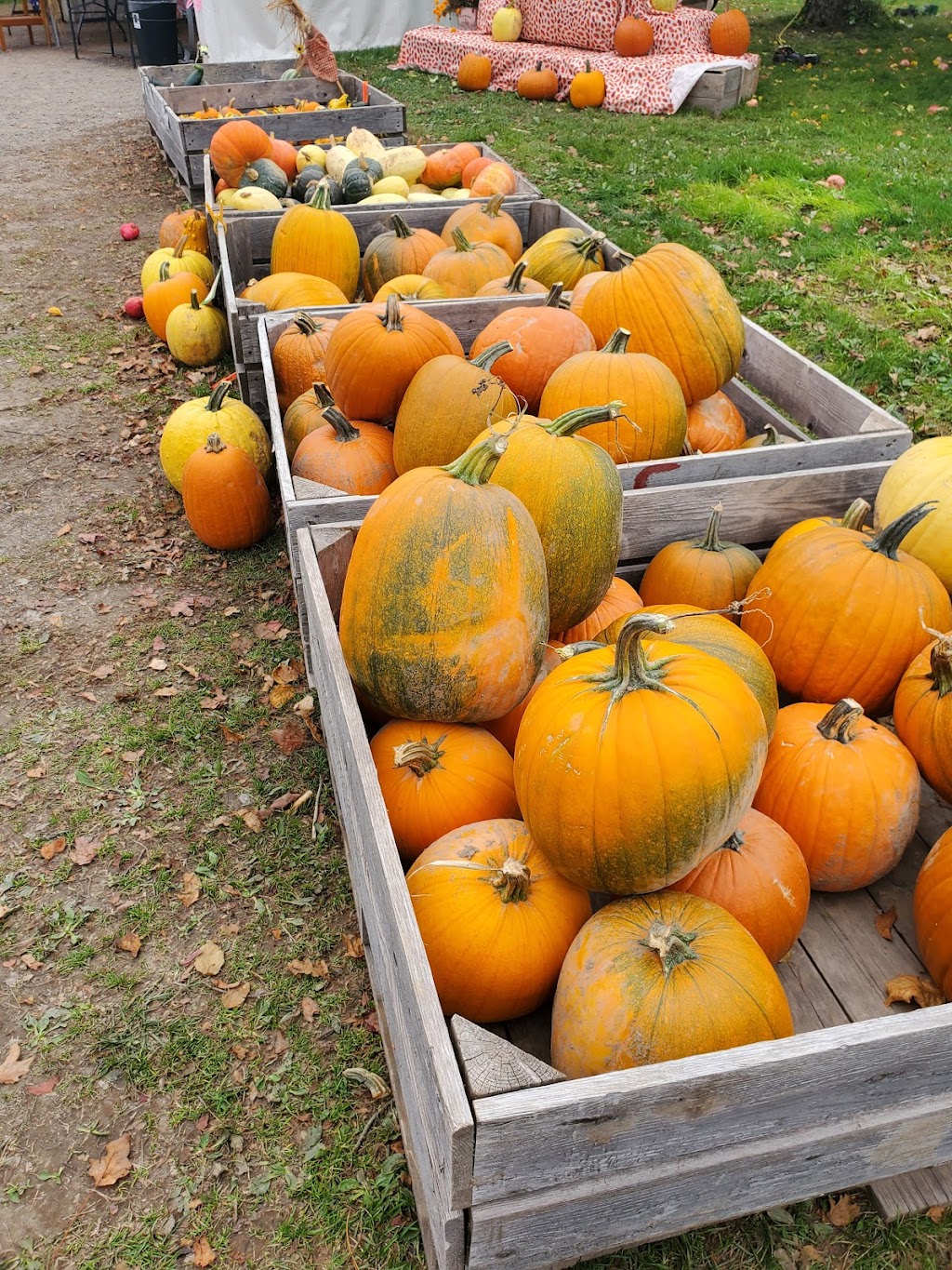 Le Verger Goguen U-Pick | 404 Whites Settlement Rd, Cocagne, NB E4R 3P5, Canada | Phone: (506) 576-3924