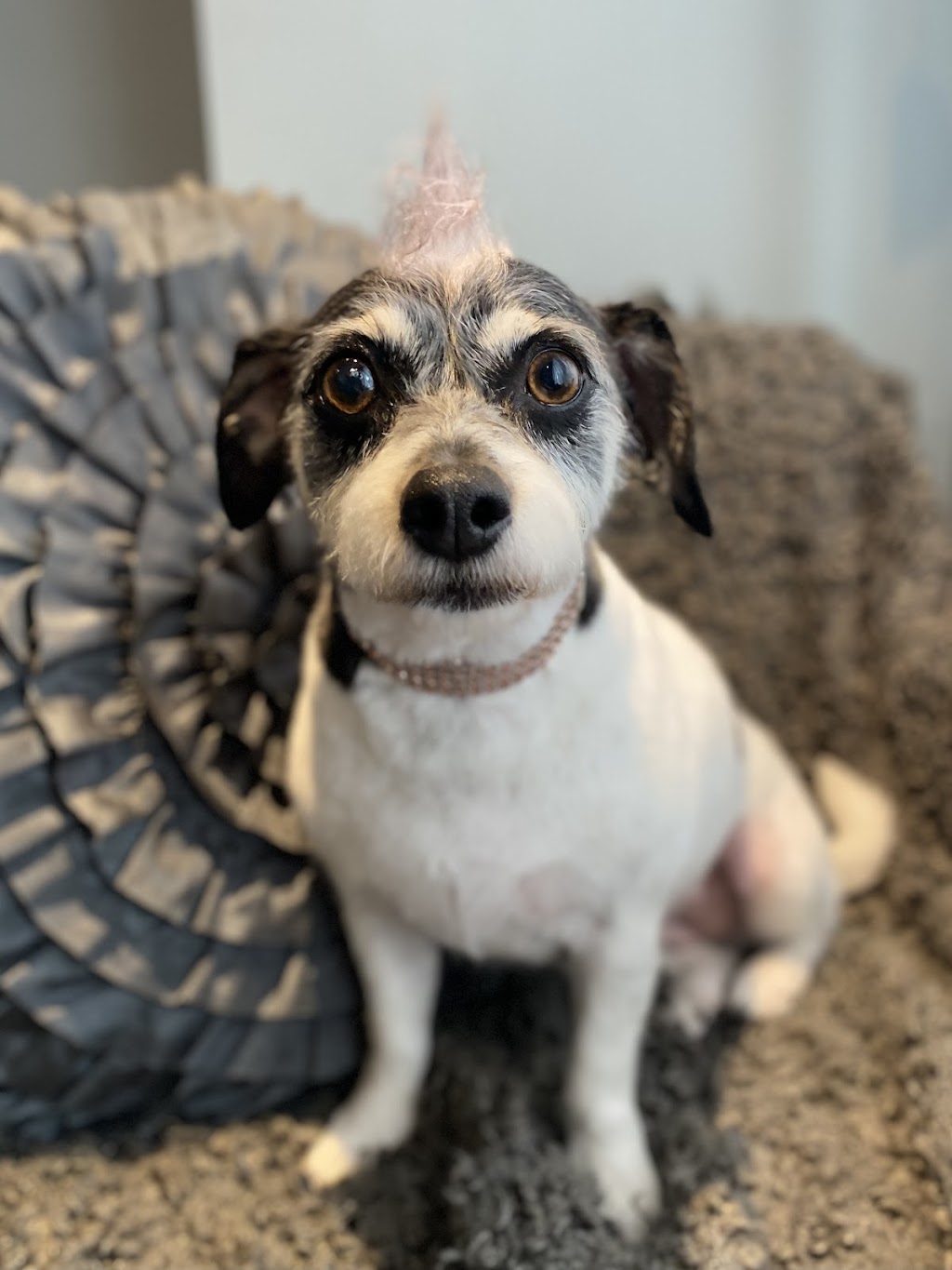 A Tail Above Grooming | 65974 Ogilview Dr, Hope, BC V0X 1L1, Canada | Phone: (604) 869-1738