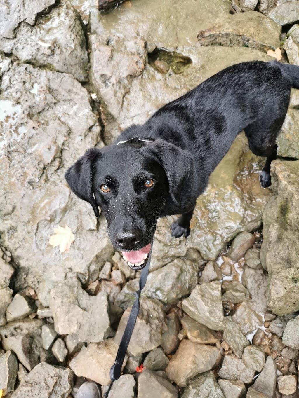 Niagara Dog Training | 32 Lakeshore Rd, St. Catharines, ON L2N 2S9, Canada | Phone: (289) 401-8884