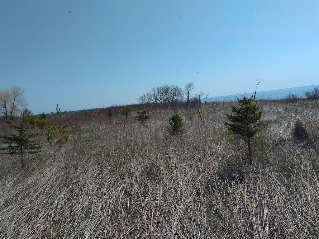 Centennial Grove | Waterfront Trail, Whitby, ON L1N 9W1, Canada