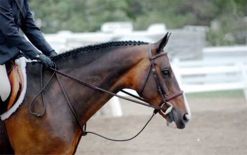 Valiant Equestrian | travel agency | 1864 Greenfield Rd, Cambridge, ON N1R 5S5, Canada | 7057961995 OR +1 705-796-1995