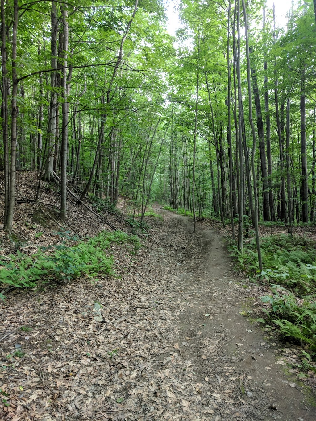 Parc du Debonair | 445 Rue de la Caravelle, Sherbrooke, QC J1E 3B4, Canada | Phone: (819) 560-8900