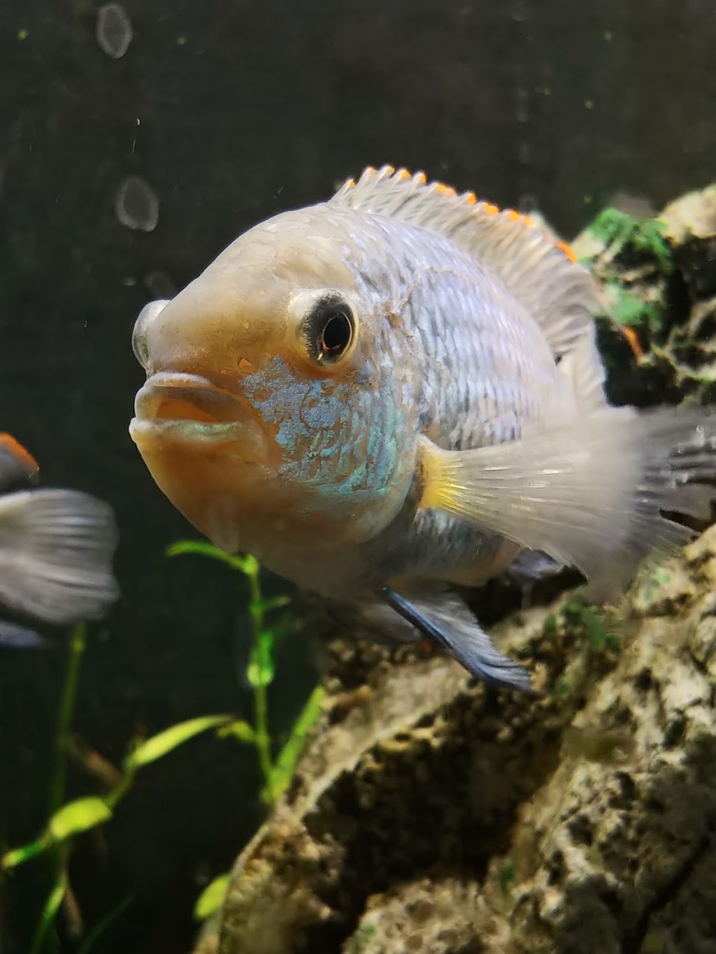Aza Aquarium | 8050 Boulevard Taschereau, Brossard, QC J4X 1C2, Canada | Phone: (450) 671-3113