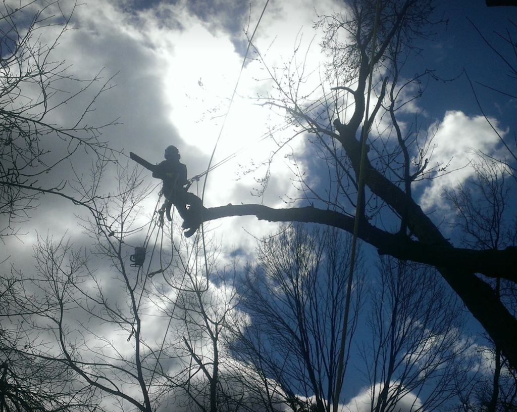 CBL TREE SERVICE | 1150 McGregor Bay Rd, Keene, ON K0L 2G0, Canada | Phone: (705) 931-2227