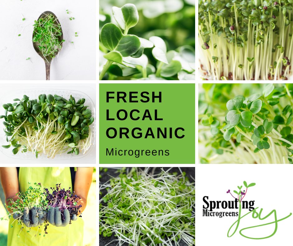 Sprouting Joy Microgreens | 5th St SE, Chesley, ON N0G 1L0, Canada | Phone: (226) 668-2239