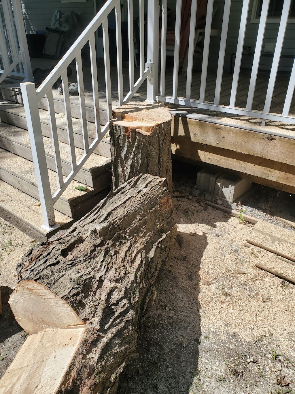 Top Tier Trees | 16 Arran Ct, Courtice, ON L1E 2E5, Canada | Phone: (289) 200-2292