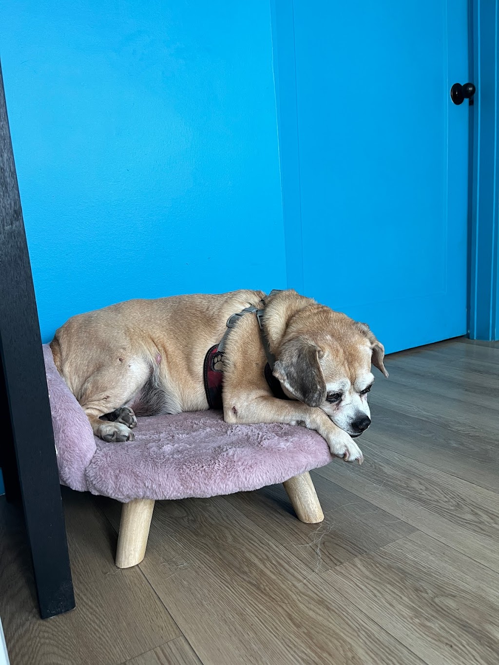 Paws n Passion Inc. | 2466 Rang de la Savane, Richelieu, QC J3L 6N8, Canada | Phone: (514) 612-4300