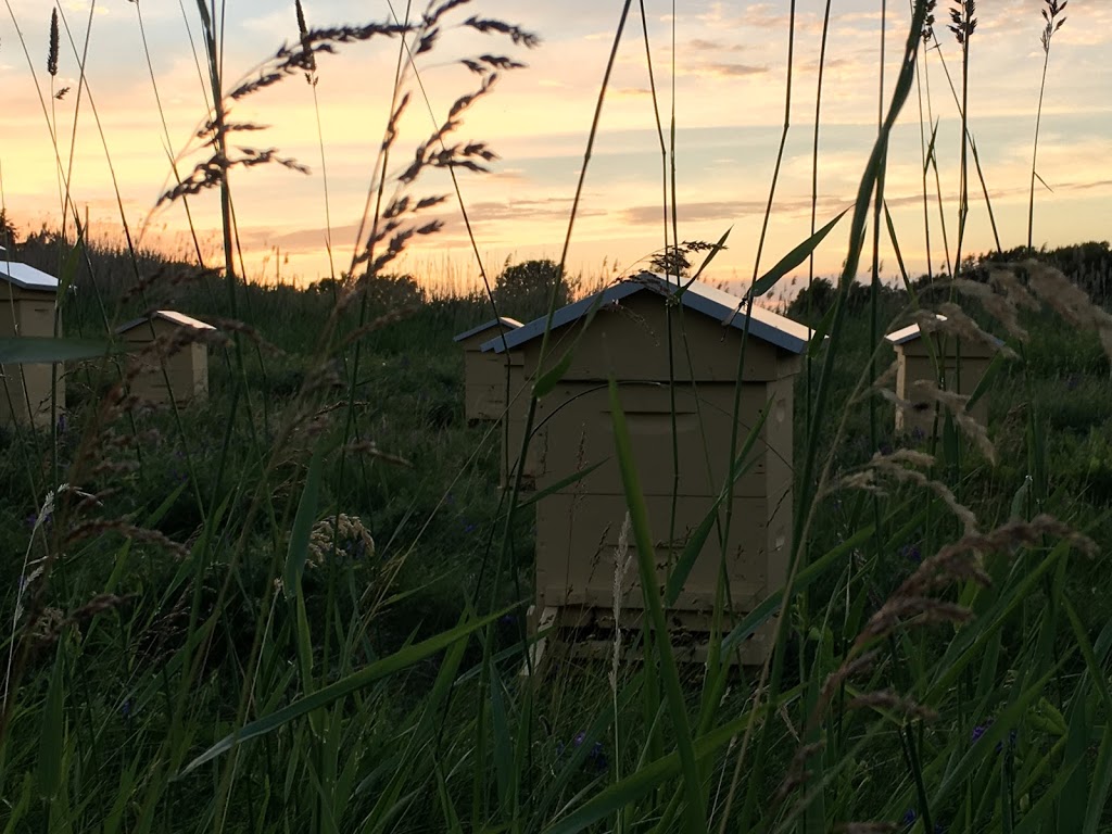 Apiculture Sirois | 71 Chemin Mill, Fulford, QC J0E 1S0, Canada | Phone: (514) 320-6435