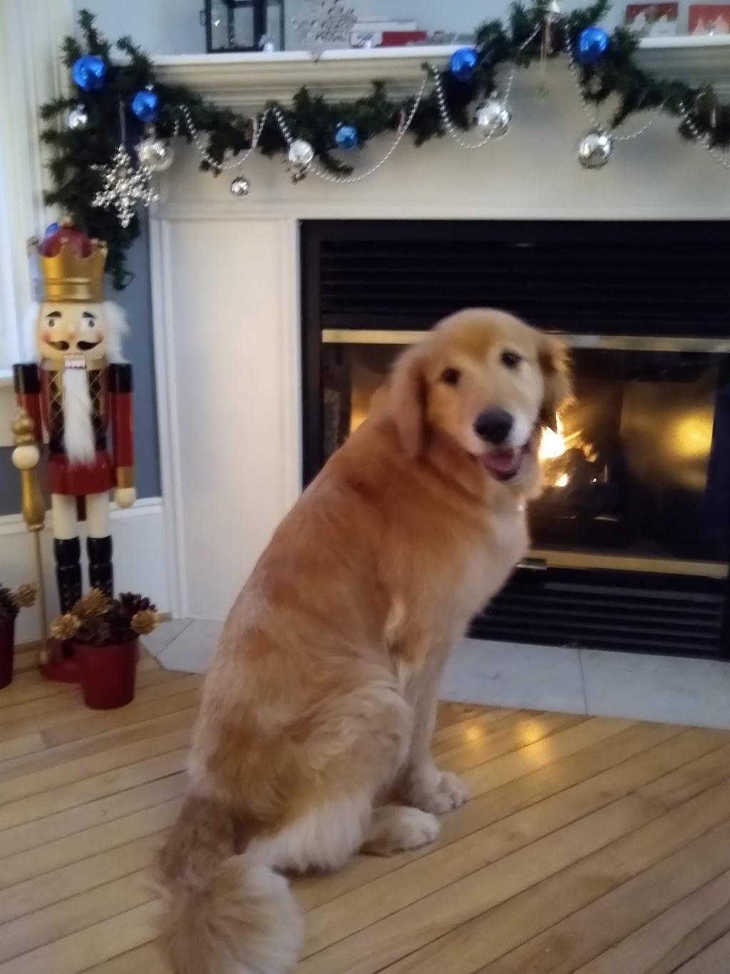 Pretty Pet The | 30 Arletta St, Georgetown, ON L7G 3J3, Canada | Phone: (905) 877-1995