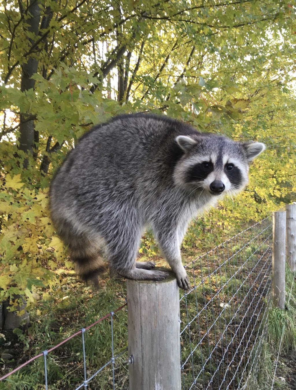 Tracks Wildlife Control | 10110 Fernhill Dr, Denfield, ON N0M 1P0, Canada | Phone: (519) 870-0561