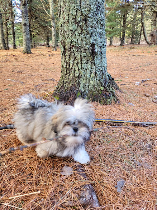 Sisters Doggy Daycare & Boarding | Grattan Rd, Sainte-Anne-de-Kent, NB E4S 1B5, Canada | Phone: (506) 521-0649