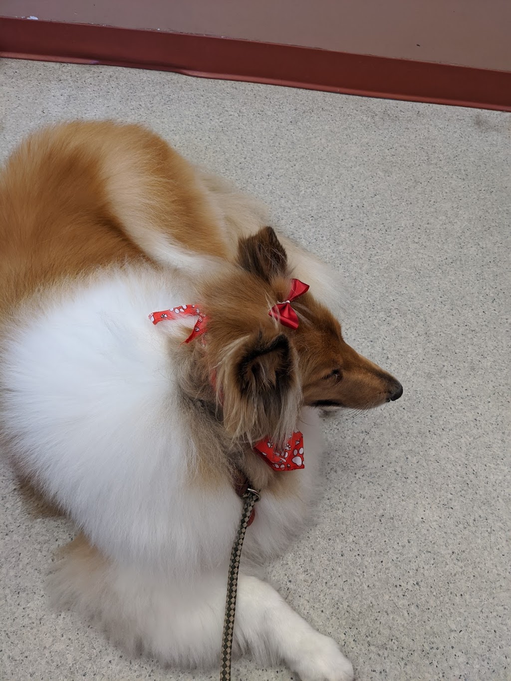 Anthonys For Dogs Only | 6724 Morrison St, Niagara Falls, ON L2E 6Z8, Canada | Phone: (905) 374-0142
