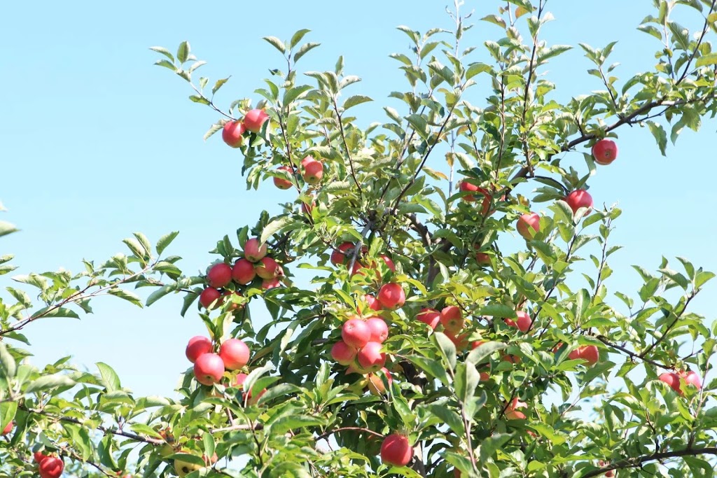 Pingles Farm Market | 1805 Taunton Rd, Hampton, ON L0B 1J0, Canada | Phone: (905) 725-6089