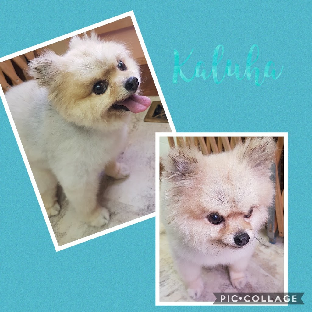 Barkies Paw Spa Dog Grooming | 4809 52 Ave, Bentley, AB T0C 0J0, Canada | Phone: (403) 318-6593