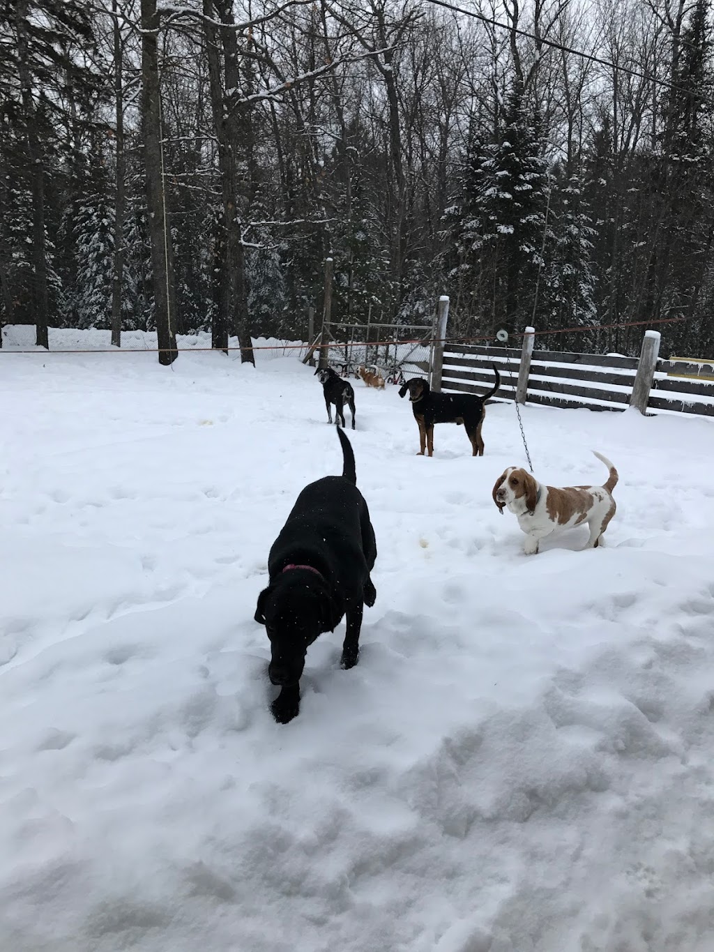 Paw Prints Forever Doggy Daycare | 2475 Fred Jones Rd, Haliburton, ON K0M 1S0, Canada | Phone: (705) 854-0468