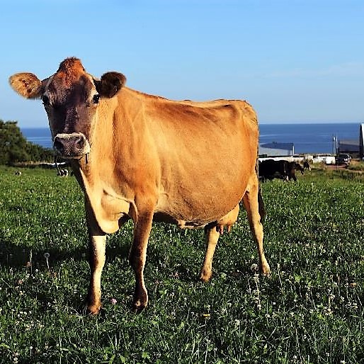 Knoydart Farm Cheese | 7037 Route 245, Merigomish, NS B0K 1G0, Canada | Phone: (902) 867-1305