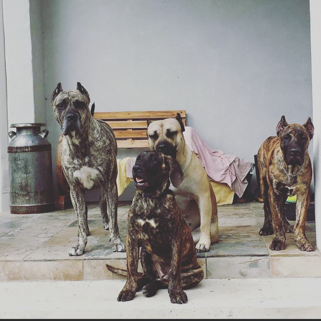 Class of Champions K9 | 16165 11th concession, Schomberg, ON L0G 1T0, Canada | Phone: (416) 833-9130