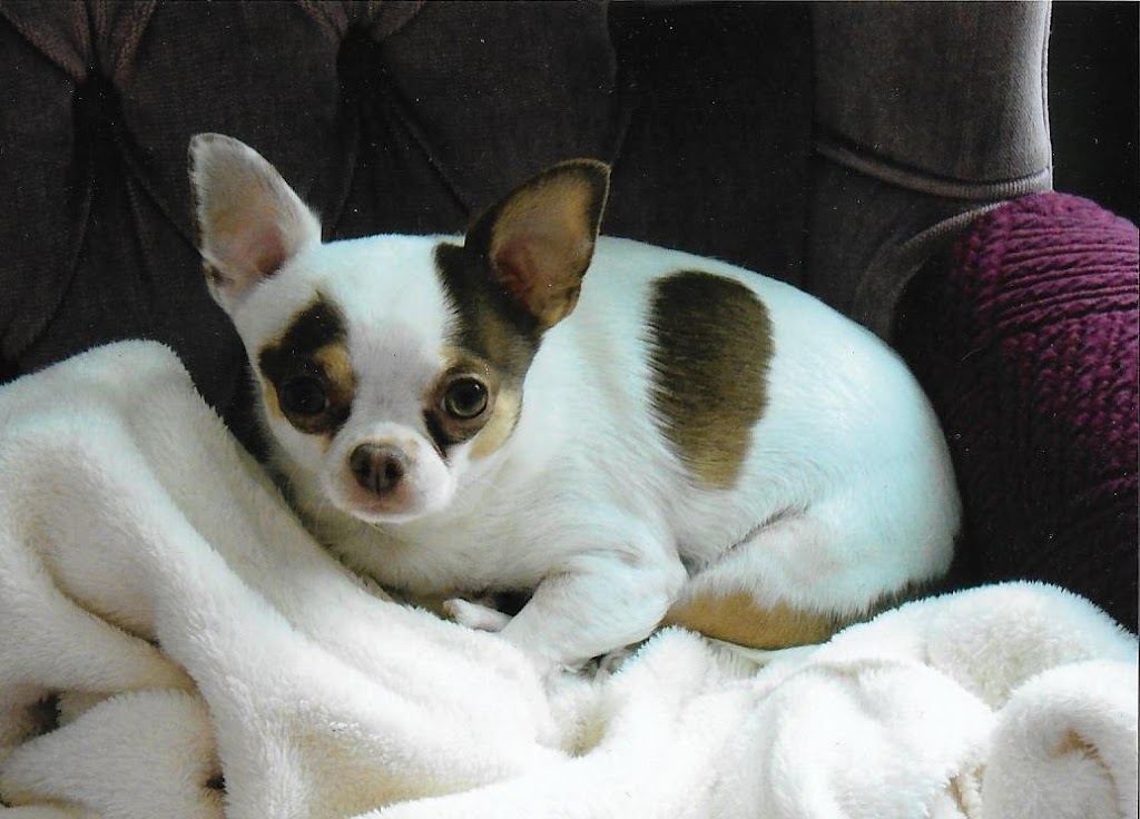 Keidun Dog Grooming | 22501 Wye Rd, Sherwood Park, AB T8C 1H9, Canada | Phone: (780) 467-2068