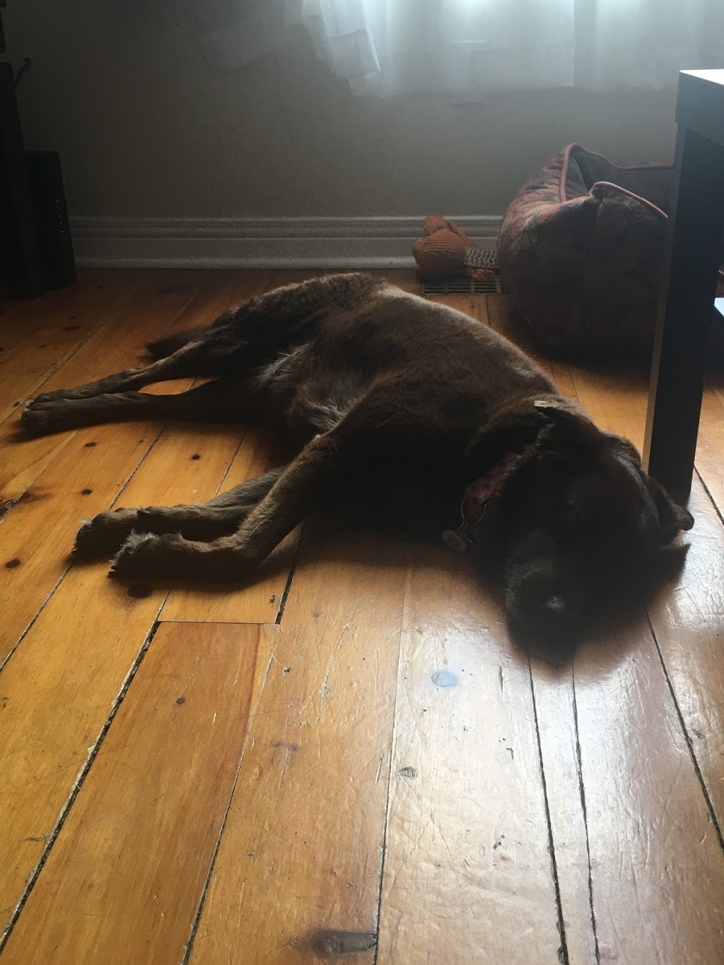 Pals & Bones | 955 Shadeland Ave, Burlington, ON L7T 2M2, Canada | Phone: (647) 833-1495
