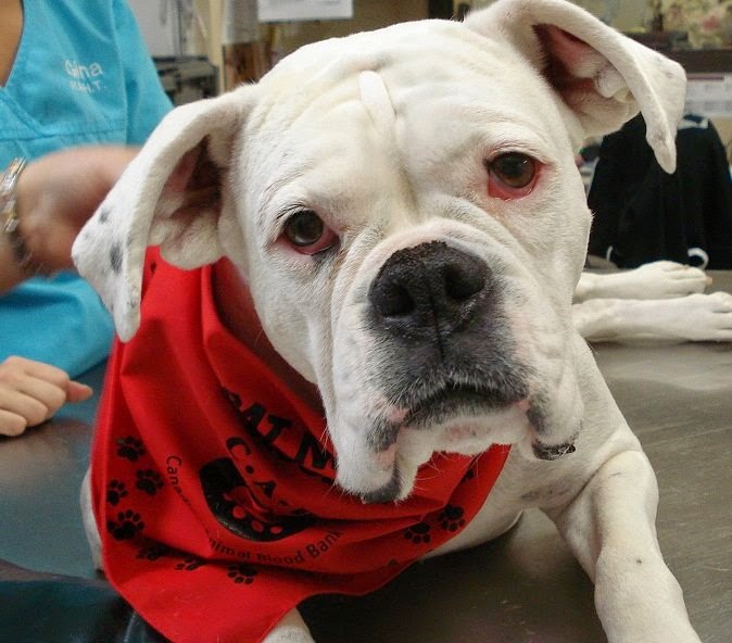 Canadian Animal Blood Bank | 2055 Notre Dame Ave, Winnipeg, MB R3H 0J9, Canada | Phone: (204) 632-2586
