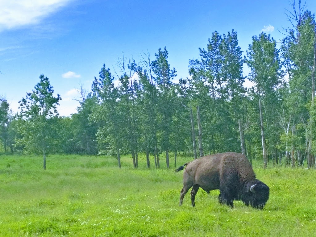 Elk Island National Park | 54401 Range Rd 203, Fort Saskatchewan, AB T8L 0V3, Canada | Phone: (780) 922-5790