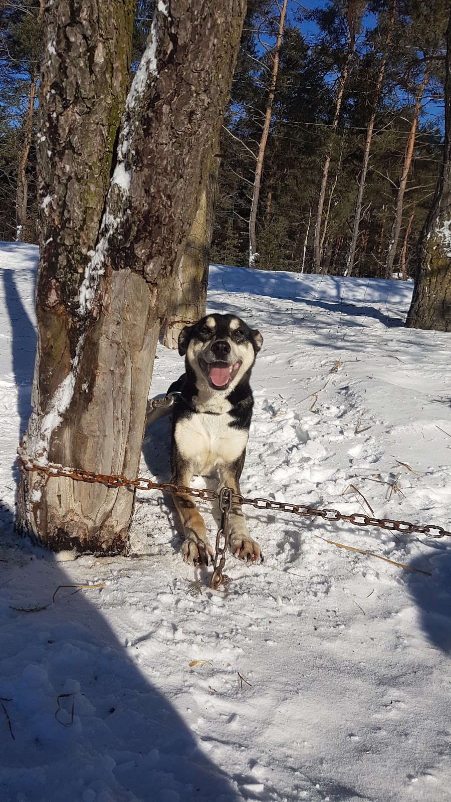 Chocpaw Kennel | 201-299 Peacock Rd, Sundridge, ON P0A 1Z0, Canada | Phone: (705) 386-0344