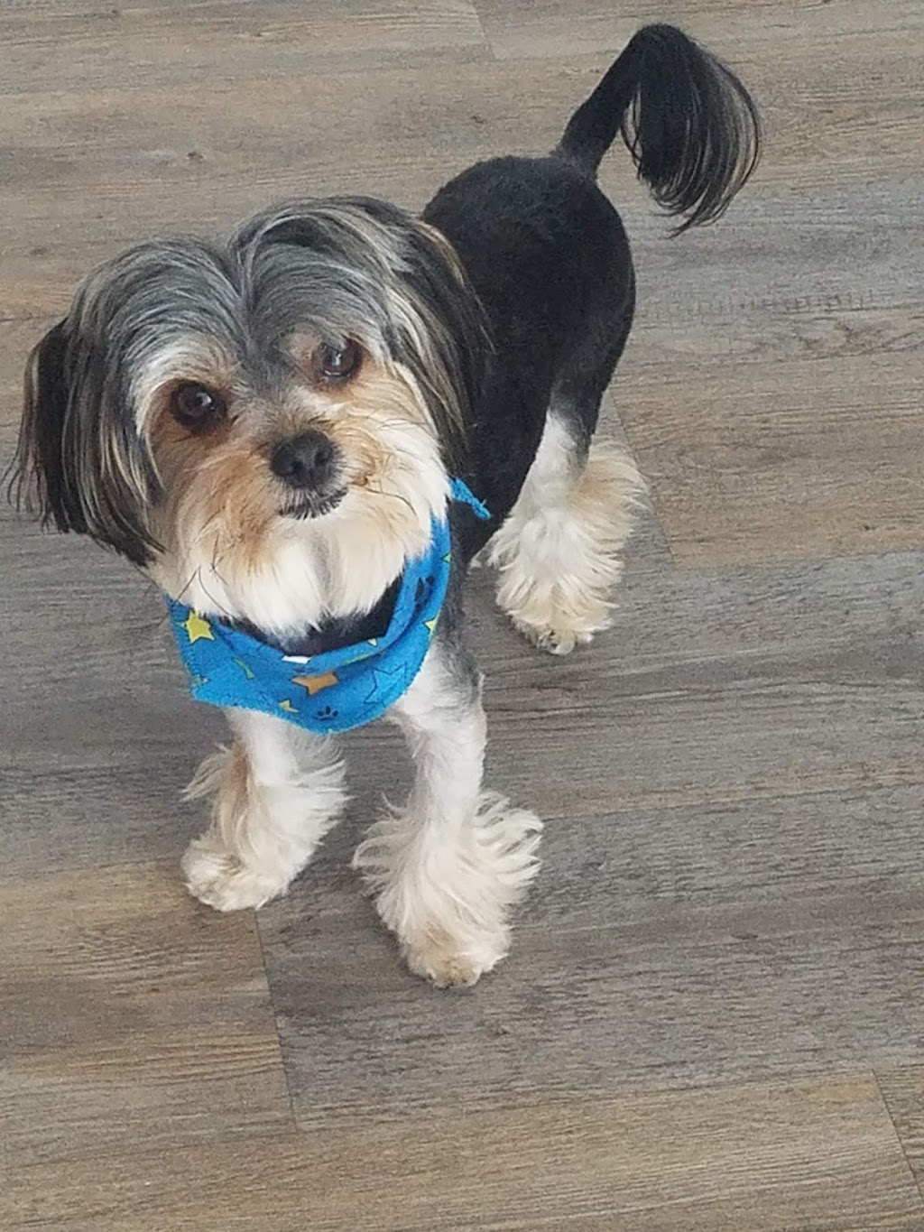 Beaulac Beau Chien | 50 Rue Beaulac, Salaberry-de-Valleyfield, QC J6T 6J6, Canada | Phone: (450) 374-5423