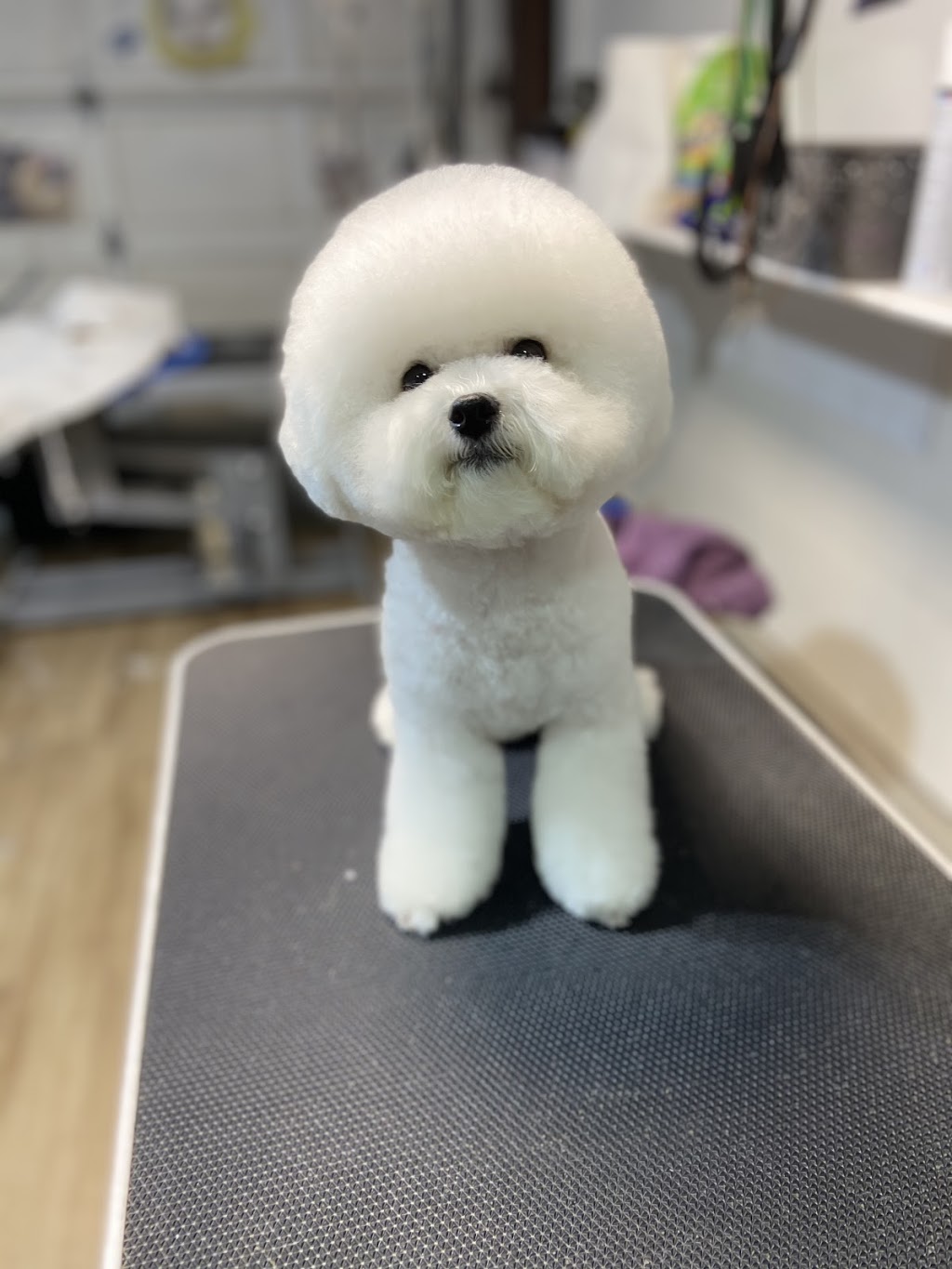 pawfect pet grooming 仙宠宠物美容 | 4933 Kersland Dr, Vancouver, BC V5Y 2M8, Canada | Phone: (778) 233-0266