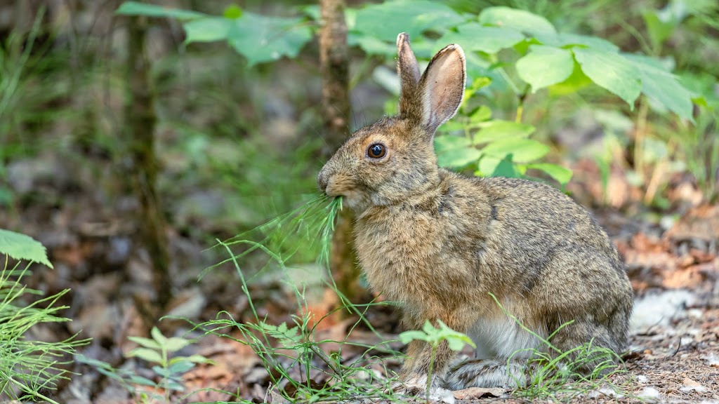 Kerry Wood Nature Centre | 6300 45 Ave, Red Deer, AB T4N 3M4, Canada | Phone: (403) 346-2010