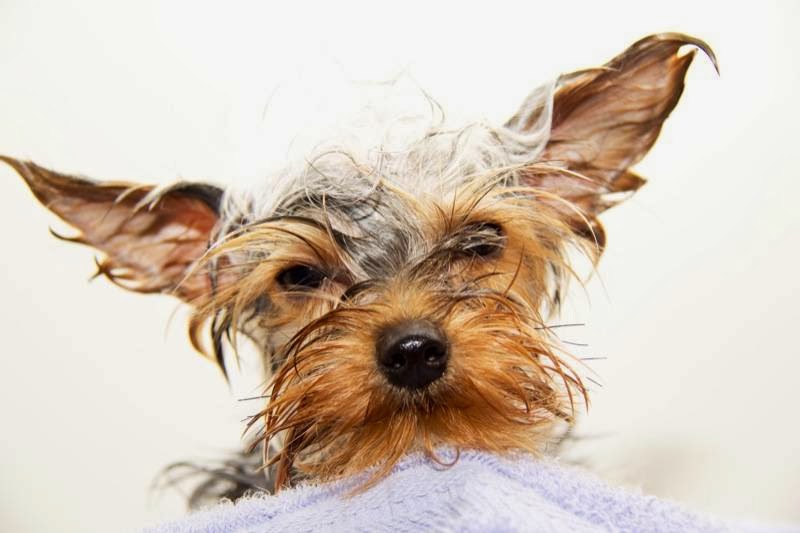 Animalerie Toutou | 401 Boulevard Harwood #8, Vaudreuil-Dorion, QC J7V 7W1, Canada | Phone: (450) 455-8909