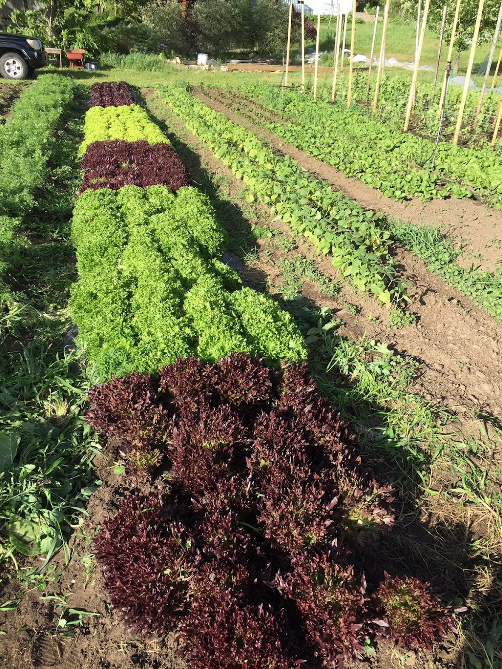 Basswood Garden | RR1, Kinburn, ON K0A 2H0, Canada | Phone: (613) 790-4584