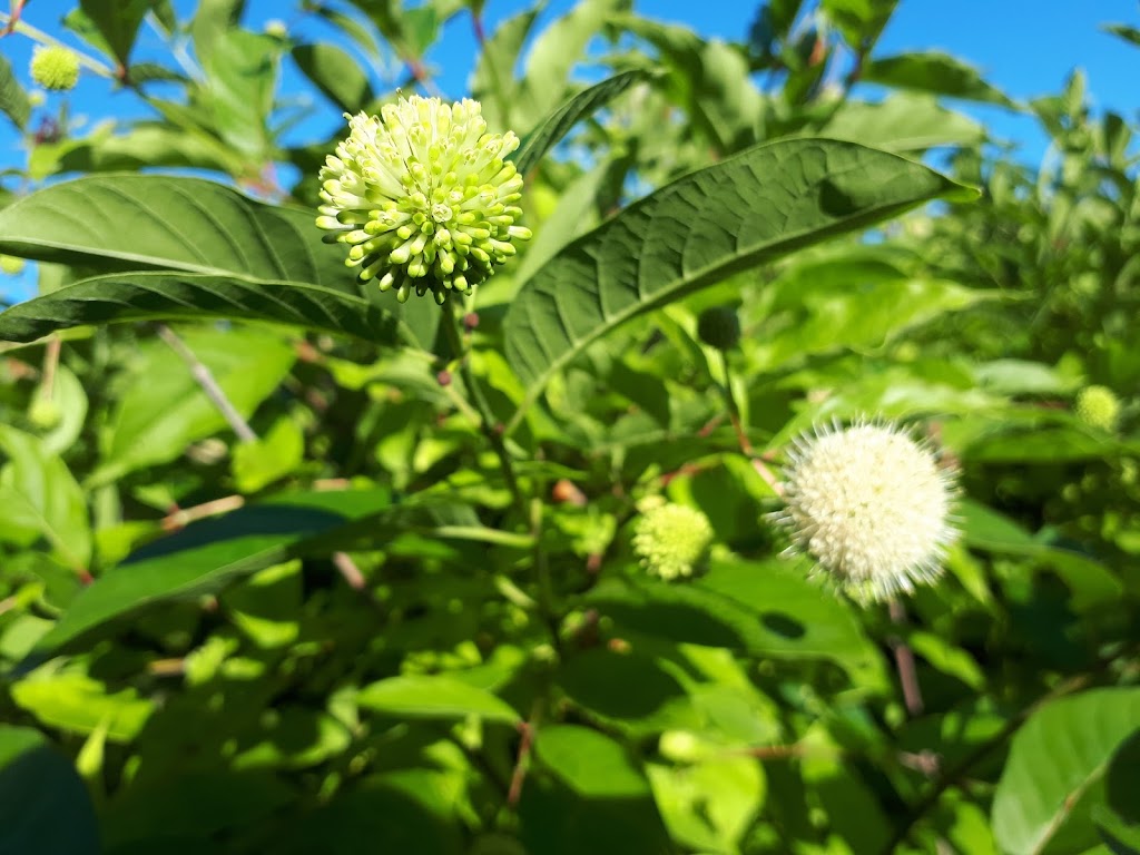 Baker Forestry Services, Nursery and Consulting | 5001 9 Line, Georgetown, ON L7G 4S8, Canada | Phone: (905) 877-9390