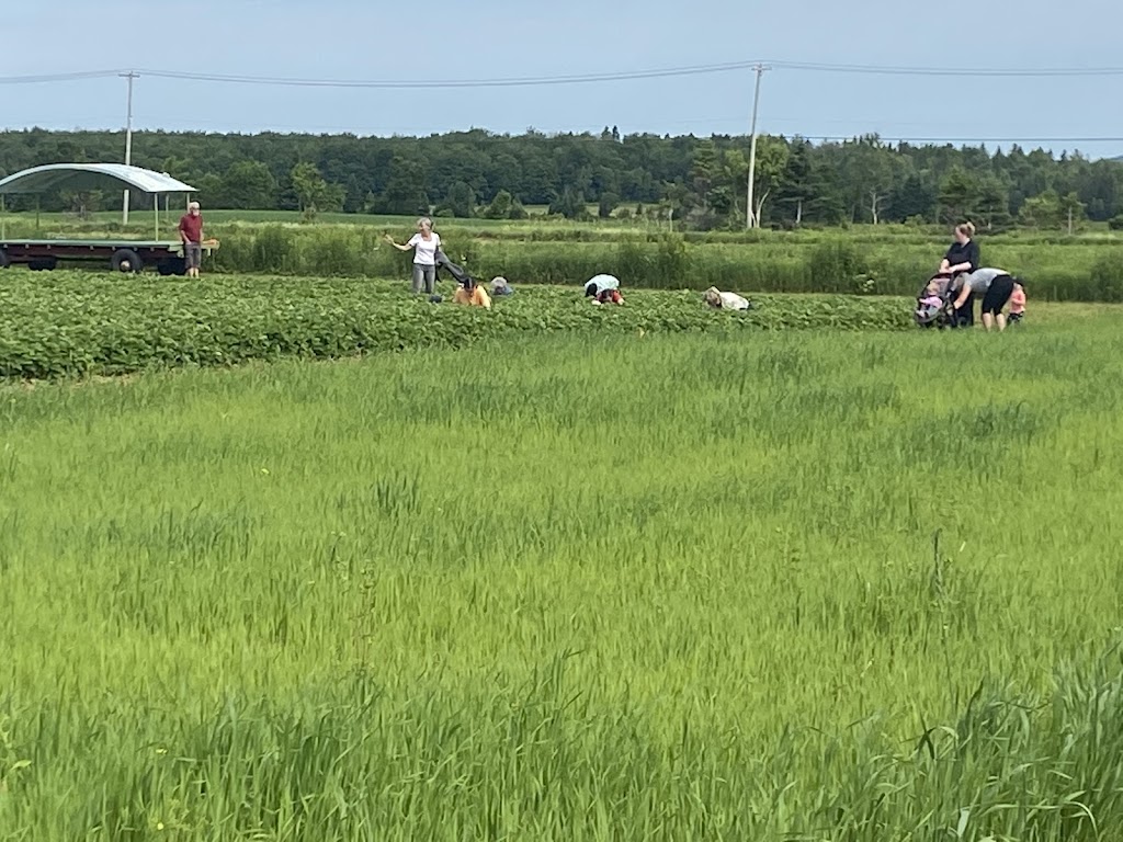 Fraisière Gauthier | 205 Rang Ste Anne, Saint-Basile, QC G0A 3G0, Canada | Phone: (334) 362-5490