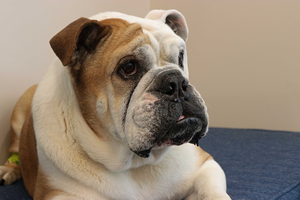 Wellington Animal Hospital Woodstock Veterinarian | 95 Wellington St S, Woodstock, ON N4S 3H9, Canada | Phone: (519) 539-9722