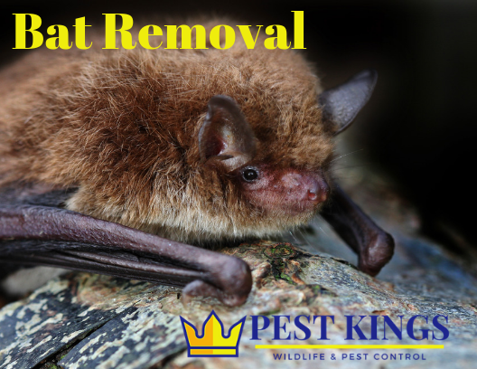 Pest Kings Wildlife & Pest Control | 30 Alphonsus Ct, Tottenham, ON L0G 1W0, Canada | Phone: (905) 406-0547