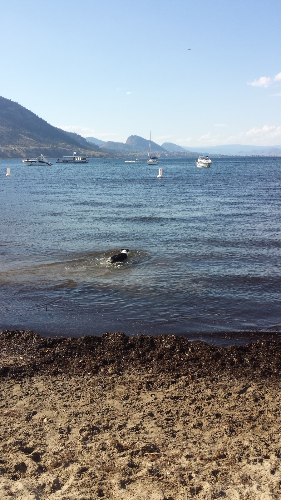 Okanagan Lake Park Dog Beach | 11-, 15 Ellis St, Penticton, BC V2A 4L4, Canada