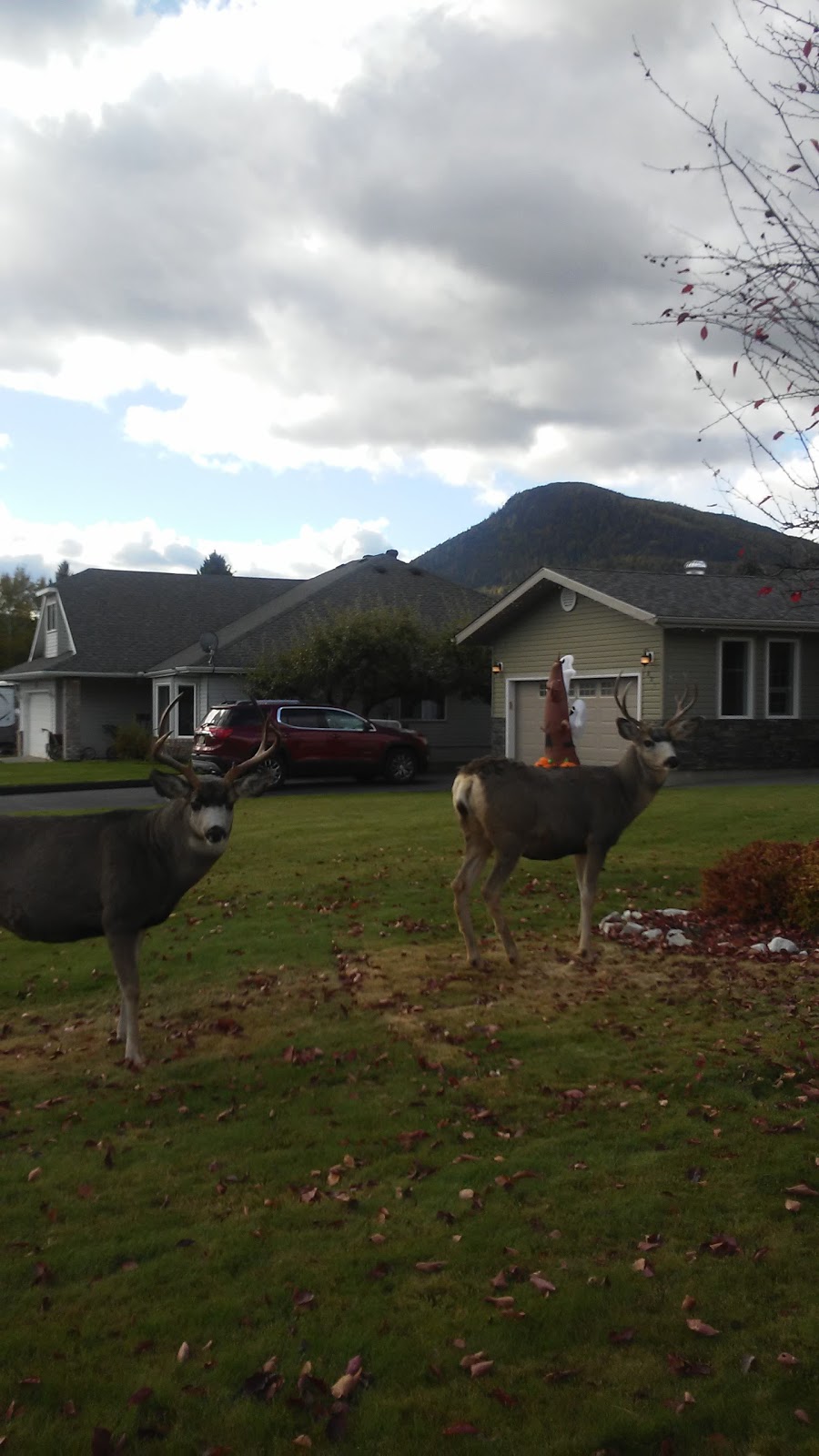 Marysville Lions Housing Society | 916 307 Ave, Kimberley, BC V1A 3K6, Canada | Phone: (250) 427-3515