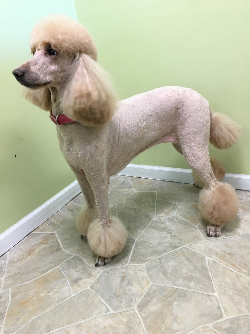 Dog Station Grooming Training & More | 160-1960 Como Lake Ave, Coquitlam, BC V3J 3R3, Canada | Phone: (604) 936-7297