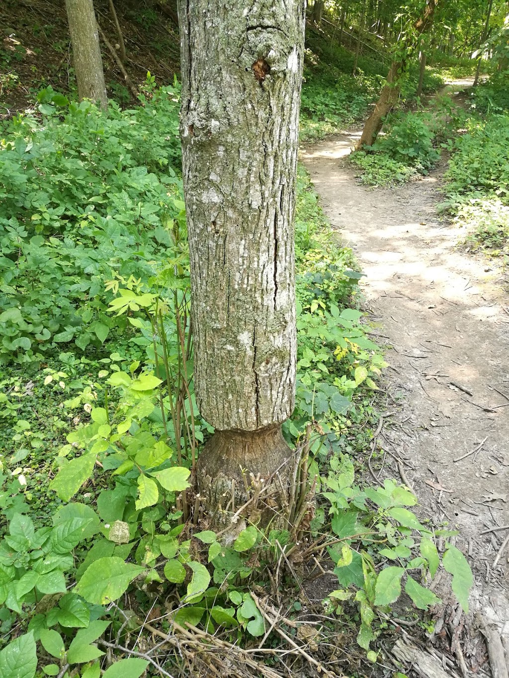 Kains woods environmental area | Unnamed Road, London, ON N6K 0A4, Canada