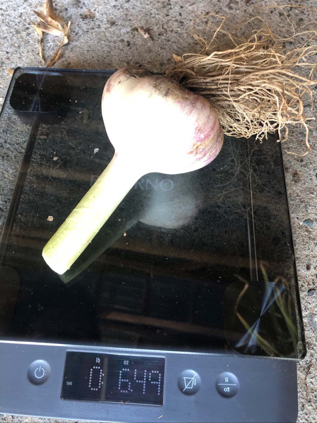 Bradner Hills Farm - Garlic | 6323 Bradner Rd, Abbotsford, BC V4X 2C7, Canada | Phone: (604) 831-6852