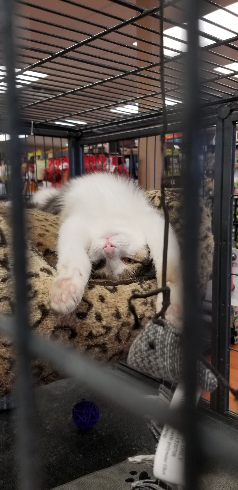 Pet Valu | 4 Robert Angus Dr, Amherst, NS B4H 4R7, Canada | Phone: (902) 667-1666