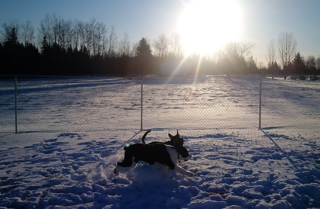 WentWoof | 12387 NS-4, Wentworth, NS B0M 1Z0, Canada | Phone: (902) 956-9049