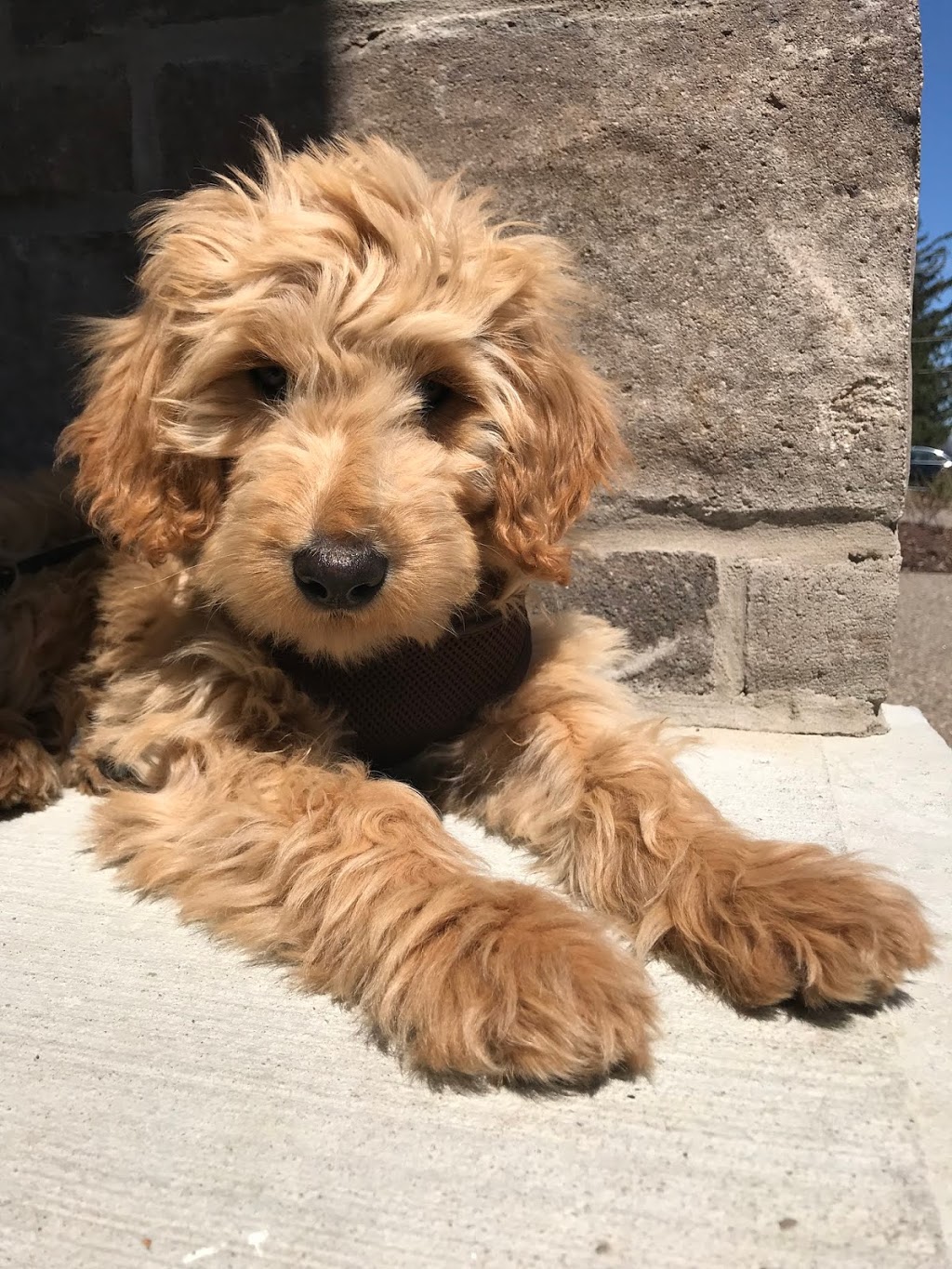 Lovina and Joseph Burkhart’s farm | 5345 Buehler Line, Wallenstein, ON N0B 2S0, Canada | Phone: (519) 698-2036