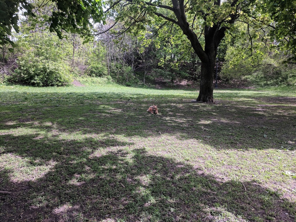 Trinity Bellwoods Dog Bowl | Trinity - Bellwoods, Toronto, ON M6J 2V5, Canada
