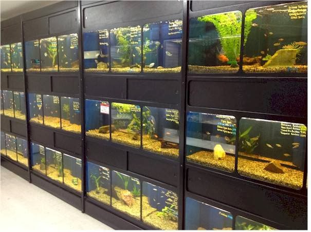 Mr. Pets | 33560 1 Ave, Mission, BC V2V 1H4, Canada | Phone: (604) 814-2994