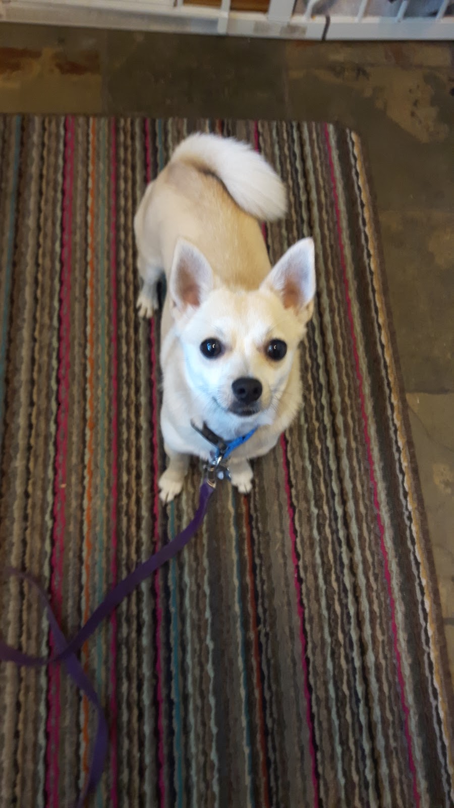 Not Home Alone Pet Services | 39 Porter Rd, Nanaimo, BC V9X 1B8, Canada | Phone: (250) 802-6614
