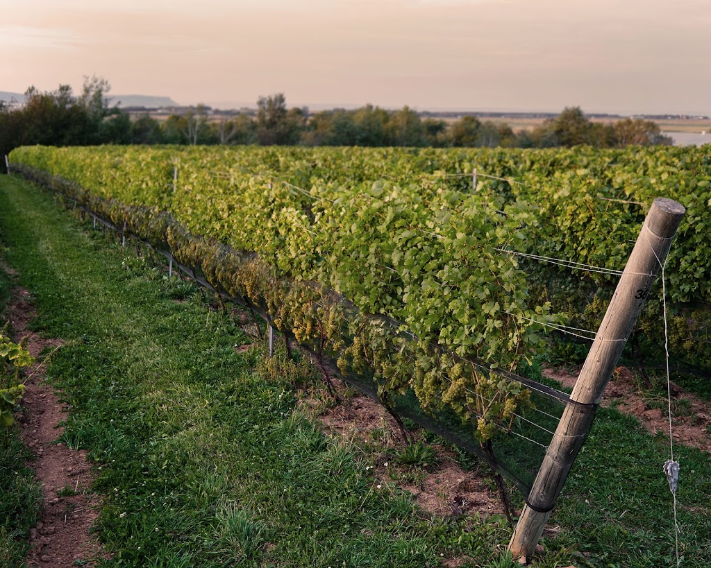 Lightfoot & Wolfville Vineyards | 11143 Evangeline Trail, Wolfville, NS B4P 2R1, Canada | Phone: (902) 542-7774