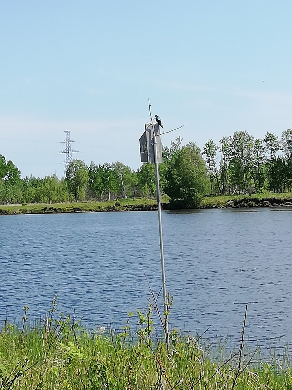 McKellar Island Bird Observatory | Baffin St, Thunder Bay, ON P7E 0A3, Canada | Phone: (807) 709-6870