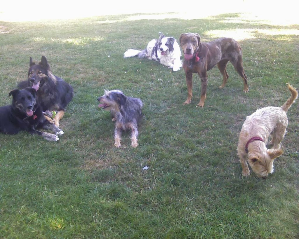 Canine Conduct Training Solutions | 7778 Sturgess Rd, Black Creek, BC V9J 1G7, Canada | Phone: (250) 898-3173