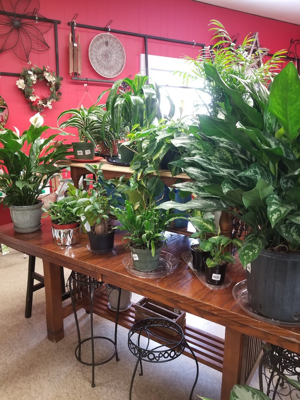 Peter Knippel Nursery & Garden Centre Inc | 4590 Bank St, Gloucester, ON K1T 3W6, Canada | Phone: (613) 822-0383